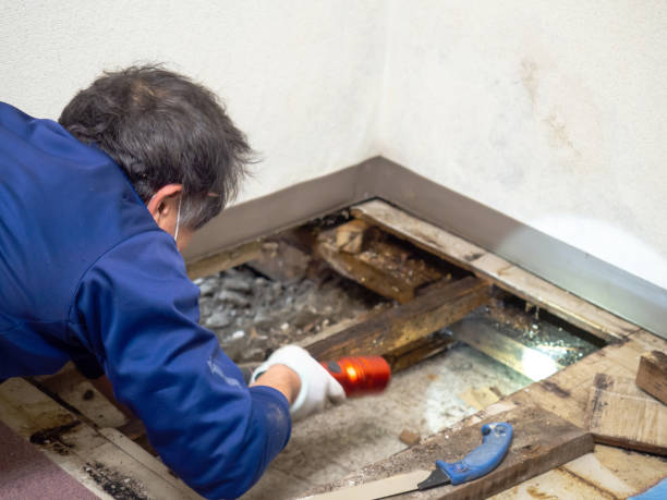 Best Certified Mold Removal  in Line Acres, MO