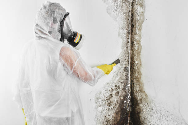 Best Black Mold Removal  in Line Acres, MO