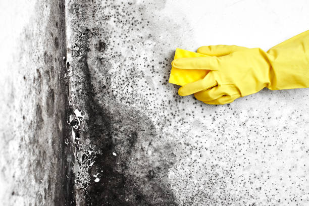 Best Attic Mold Removal  in Line Acres, MO